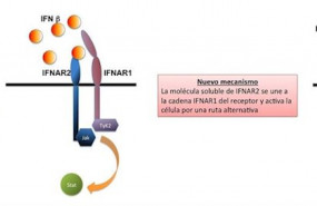 ep representacion grafica del nuevo mecanismo hallado con la proteina recombinante sifnar2
