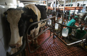ep una vaca durante el ordeno en la ganaderia