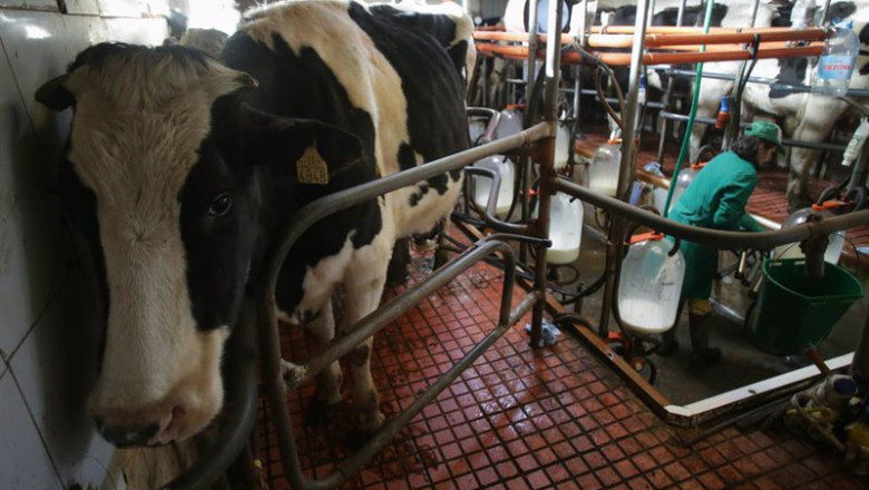 ep una vaca durante el ordeno en la ganaderia ep una vaca durante el ordeno en la ganaderia