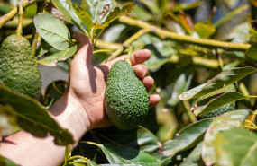 comprar aguacates 20221128103529 comprar aguacates 20221128103529