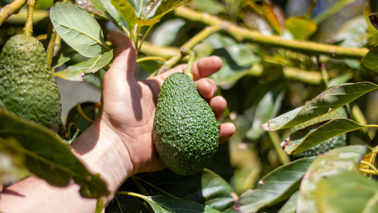 comprar aguacates 20221128103529 