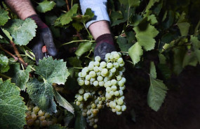 ep archivo   detalle de las manos de un vendimiador recogiendo uvas para la temporada de vendimia