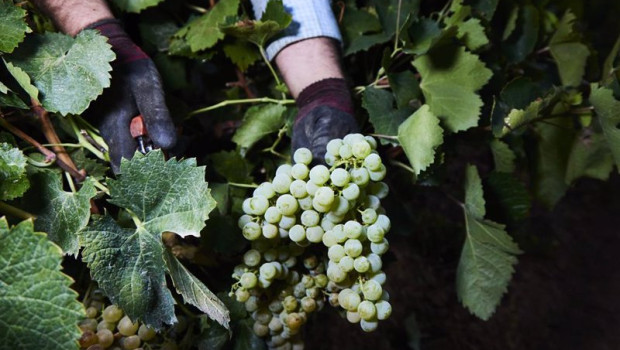 ep archivo   detalle de las manos de un vendimiador recogiendo uvas para la temporada de vendimia
