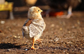 ep archivo   un pollito