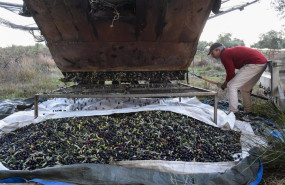 ep archivo   una persona recolecta aceitunas