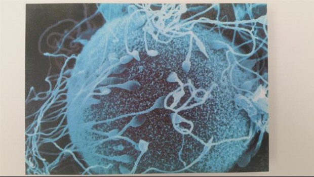 ep espermatozoidela superficie del ovulo 2