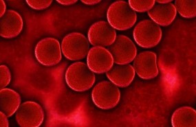 ep globulos rojos sangre