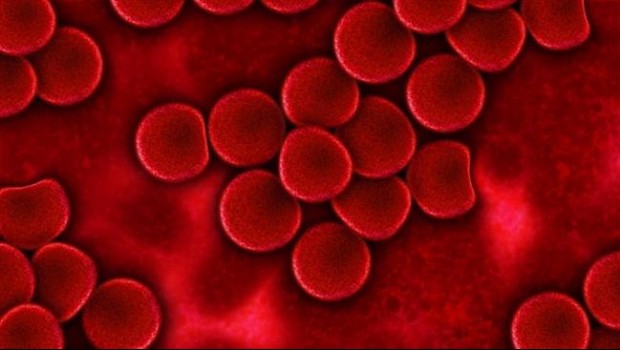 ep globulos rojos sangre