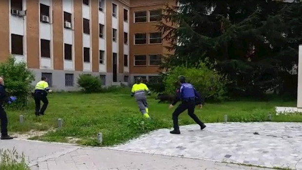 ep jabali en ciudad universitaria