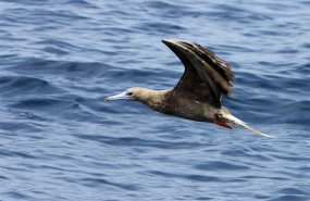 ep piquero patirrojo un ave rara de origen tropical observadala gomera tenerife durante2017