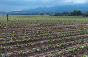 ep plantacion de tabaco