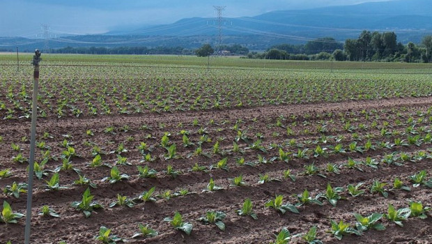 ep plantacion de tabaco ep plantacion de tabaco