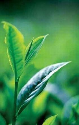 ep plantate verde