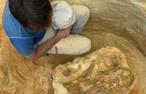 ep vertebra cervical de un dinosaurio sauropodo