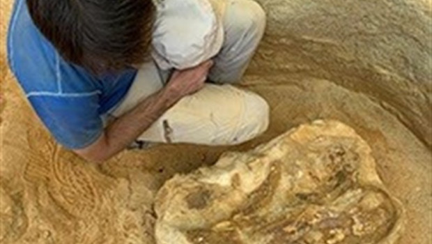 ep vertebra cervical de un dinosaurio sauropodo
