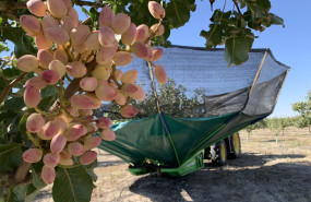 foto campana pistacho pistacyl 2025 scaled foto campana pistacho pistacyl 2025 scaled