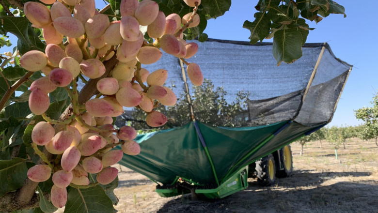 foto campana pistacho pistacyl 2025 scaled foto campana pistacho pistacyl 2025 scaled