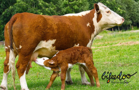 pienso ecologico ternero