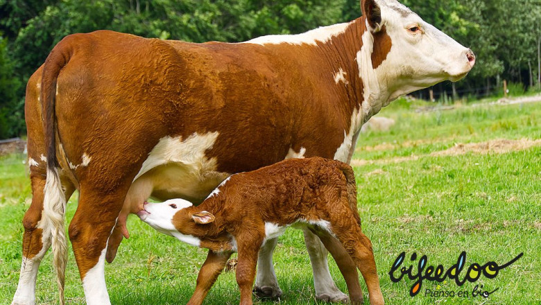 pienso ecologico ternero