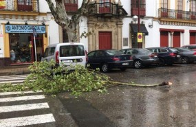 ep arbol caidocausavientola lluvia