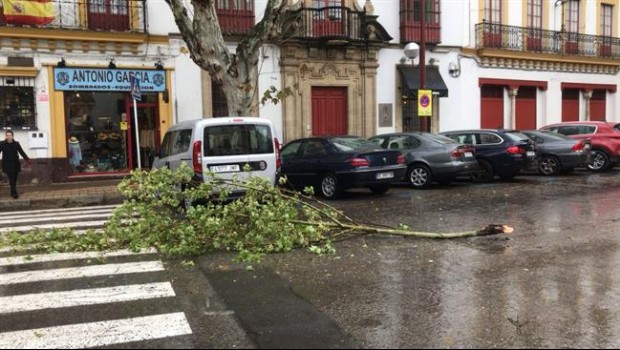 ep arbol caidocausavientola lluvia