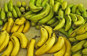 ep archivo   manojo de platanos en un mercado de madird