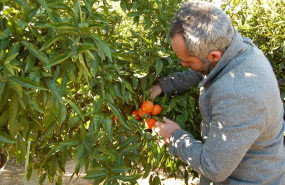 ep ccoo considera necesaria mas transparencia en la cadena agroalimentaria
