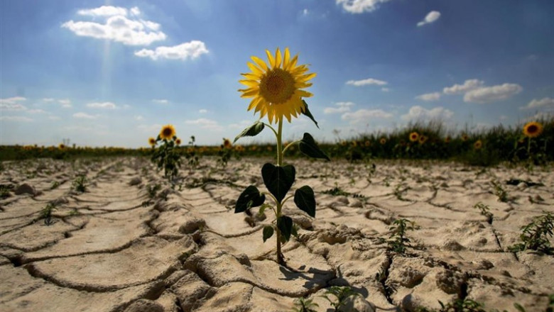 Desertización. Sequía. Ola de calor. Cambio climático | PEDRO ARMESTRE PARA GREENPEACE - Archivo ep desertizacion sequia olacalor cambio climatico