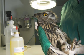 ep imagen de un buho real tratado en el quirofano del centro de recuperacion y hospital de fauna