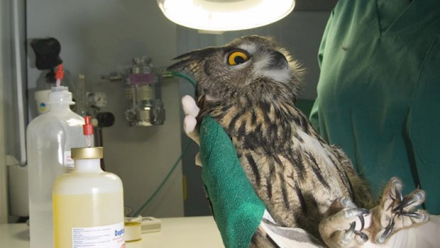 ep imagen de un buho real tratado en el quirofano del centro de recuperacion y hospital de fauna