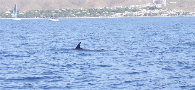 ep imagenun cetaceo
