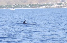 ep imagenun cetaceo