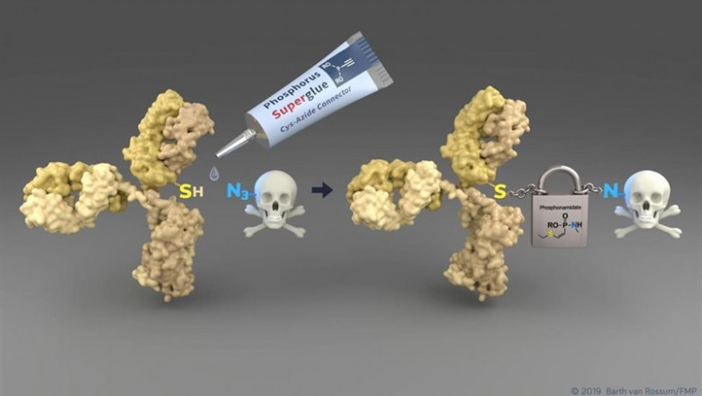 La nueva tecnología permite una manera simple de conectar los residuos de citoesteína (SH) de un anticuerpo sensible al tumor (amarillo) a las moléculas de drogas tóxicas. El conector emergente permite un transporte seguro al tumor. | BARTH VAN ROSSUM / FMP ep la nueva tecnologia permitemanera simpleconectarresiduoscitoesteina sh deanticuerpo sensibletumor amarillo amoleculasdrogas toxicas conector emergente permitetransporte segurotumor