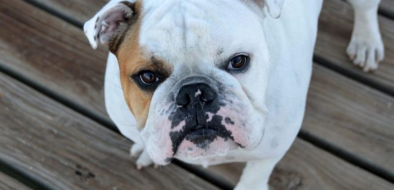 ep la real sociedad canina de espana recomienda no poner mascarillas a los perros ep la real sociedad canina de espana recomienda no poner mascarillas a los perros
