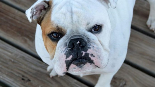 ep la real sociedad canina de espana recomienda no poner mascarillas a los perros