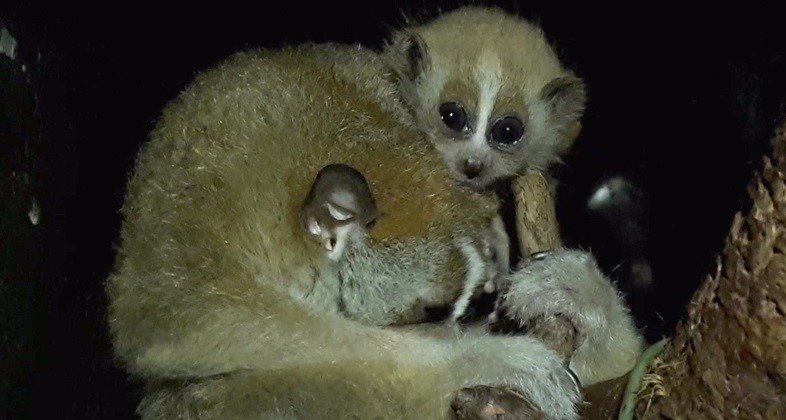 ep nacen en faunia los primeros ejemplares de loris lento en espana