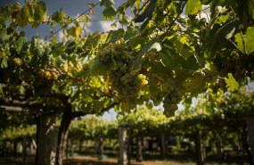 ep varios racimos de uva durante una de las primeras vendimias en las rias baixas