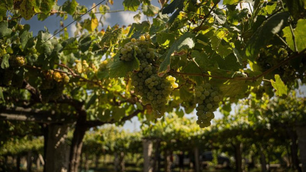 ep varios racimos de uva durante una de las primeras vendimias en las rias baixas