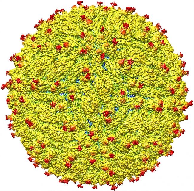 ep virus zika