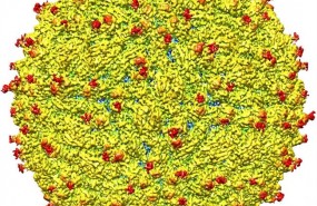 ep virus zika