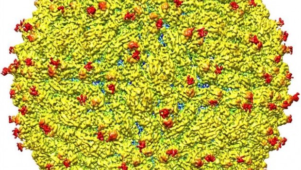 ep virus zika