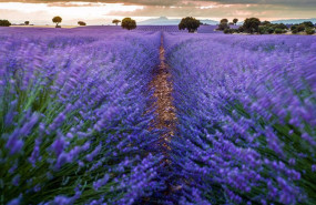 ep archivo   campos de lavanda