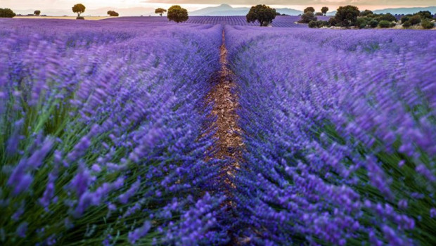 ep archivo   campos de lavanda