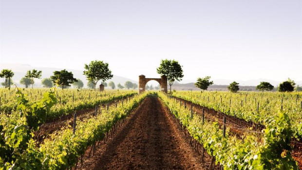 ep archivo - vinedos de baron de ley