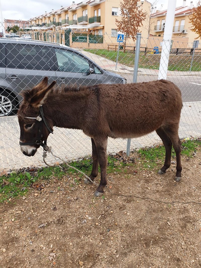 ep burro en merida