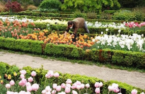 ep el real jardin botanico csic regala a los hospitales de madrid cientos de tulipanes para