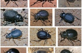 ep escarabajo pimelia