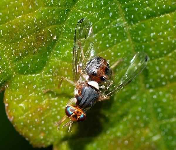 La mosca Bactrocera oleae, la principal plaga del olivo | UNIVERSIDAD COMPLUTENSE DE MADRID ep la mosca bactrocera oleae la principal plagaolivo