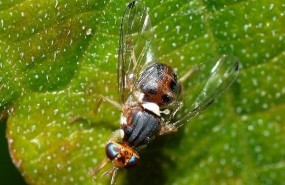 ep la mosca bactrocera oleae la principal plagaolivo