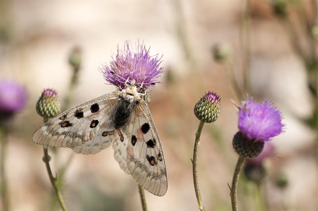 Mariposa de la especia Parnassius apollo ssp | OPERACIÓN POLINIZADOR ep mariposala especia parnassius apollo ssp